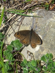 Lasiommata petropolitana