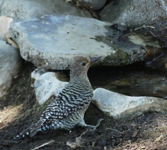 Sphyrapicus thyroideus