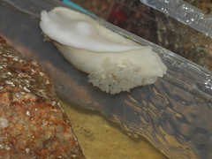 Diaulula punctuolata