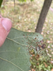Neuroterus saltarius