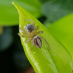 Maratus scutulatus