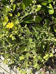 Heterotheca subaxillaris