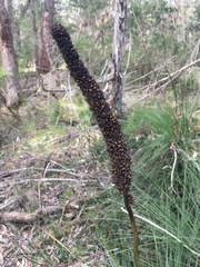 Xanthorrhoea minor lutea