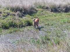Blastocerus dichotomus