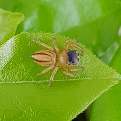 Maratus scutulatus