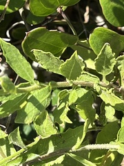 Heterotheca subaxillaris