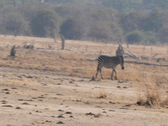 Equus quagga crawshayi