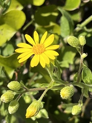 Heterotheca subaxillaris