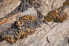 Selaginella watsonii