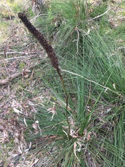 Xanthorrhoea minor lutea