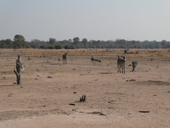 Equus quagga crawshayi