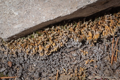 Selaginella watsonii