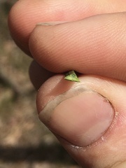 Xanthorrhoea minor lutea