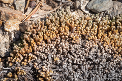 Selaginella watsonii