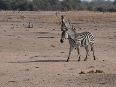 Equus quagga crawshayi