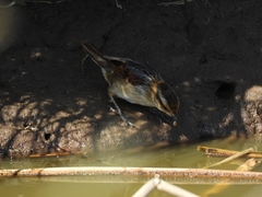 Phleocryptes melanops