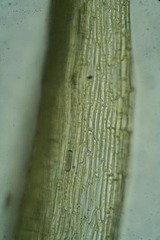 Leptobryum pyriforme