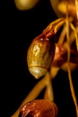 Leptobryum pyriforme