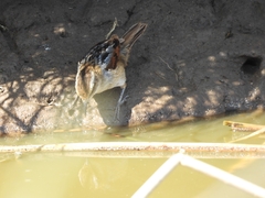 Phleocryptes melanops