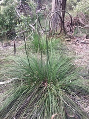 Xanthorrhoea minor lutea