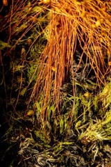 Leptobryum pyriforme