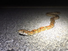 Pantherophis guttatus