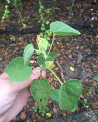 Abutilon berlandieri