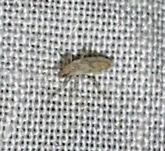 Chaoborus punctipennis