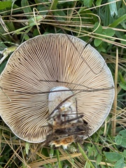 Lactarius chelidonium