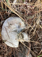 Lactarius chelidonium