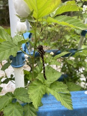 Austroaeschna pulchra