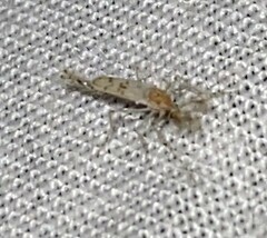 Chaoborus punctipennis