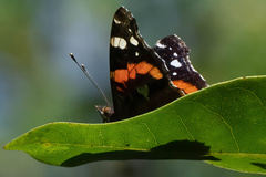 Vanessa atalanta atalanta