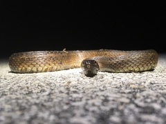 Nerodia clarkii compressicauda