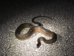 Nerodia clarkii compressicauda