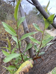 Salix laevigata