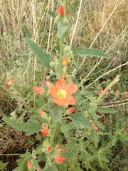 Sphaeralcea incana