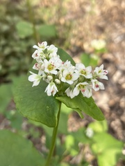 Fagopyrum esculentum