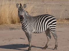 Equus quagga crawshayi