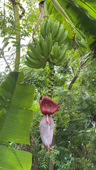 Musa × paradisiaca