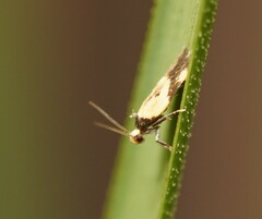 Thapsinotypa anthemodes