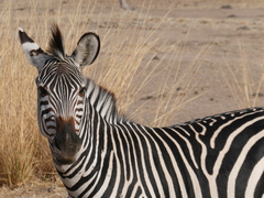Equus quagga crawshayi