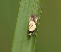 Thapsinotypa anthemodes
