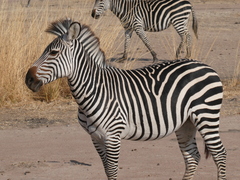 Equus quagga crawshayi