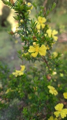 Hibbertia riparia