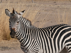 Equus quagga crawshayi