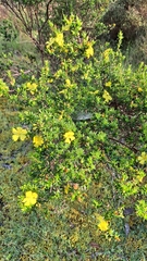 Hibbertia riparia