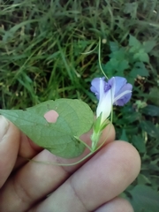 Ipomoea meyeri