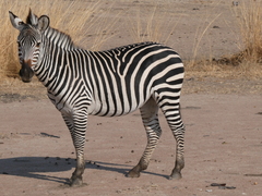 Equus quagga crawshayi