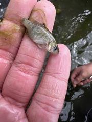 Lepomis macrochirus